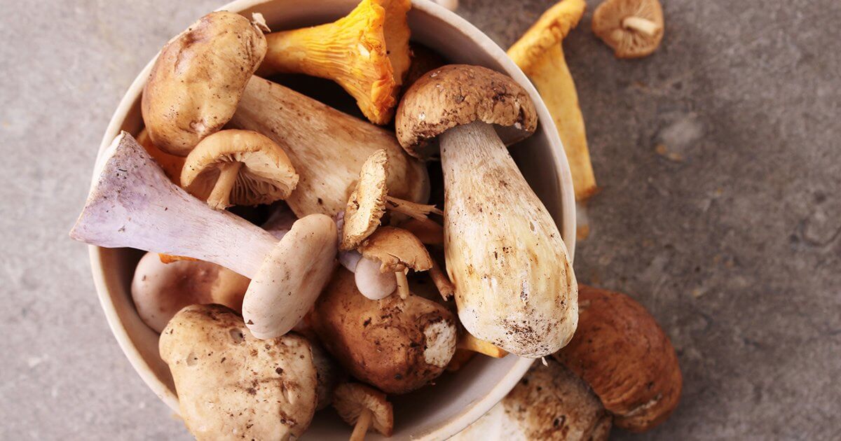 5 Mushrooms to Balance the Immune System
